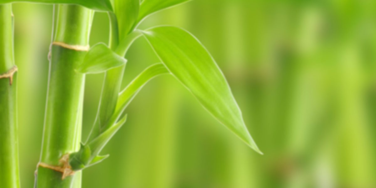 bamboo-bg